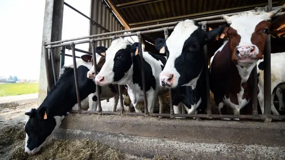 Four Sikhs died in cow dung tank