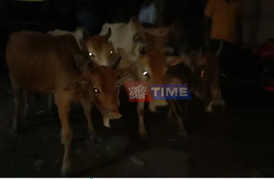 Cattle Seized in 9th Mile & Bilasipara