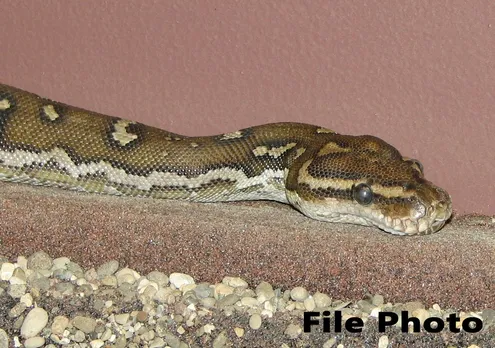 Huge Python Rescued In Guwahati