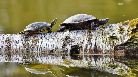 70 Rare turtles to be released in Pobitora