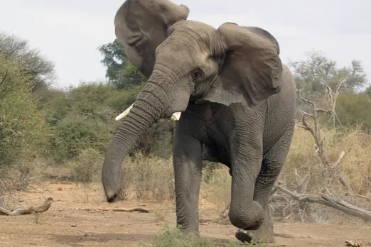 Wild elephant causes terror in Samaguri