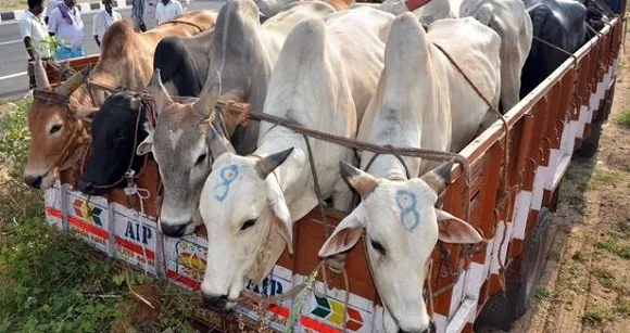 Cattle smuggler arrested in Sonapur