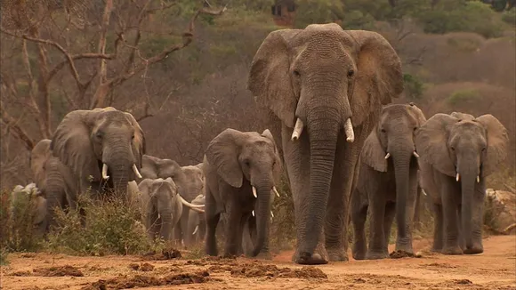 Wild elephant causes terror in Silapathar and Rongjuli