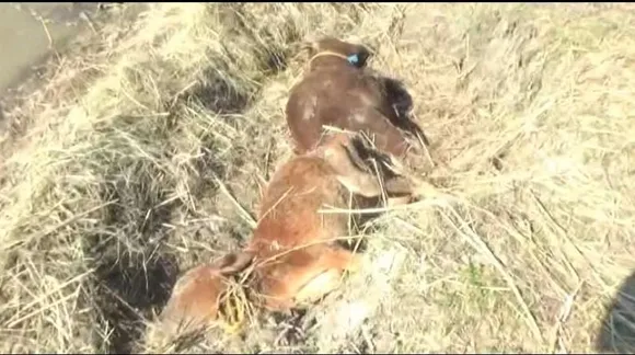 700 Seized Cattle Died in South Salmara