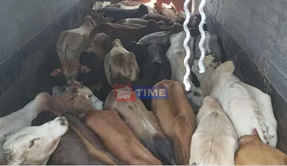 10 Cattle Laden Trucks Seized in Sonapur