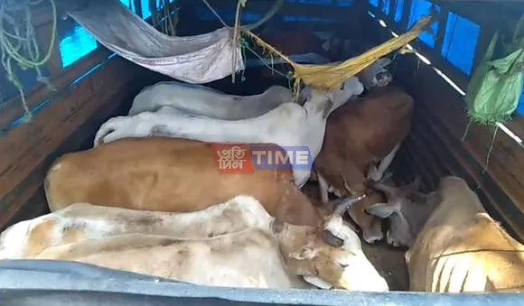 Cattle Laden Truck Seized in Khatowal