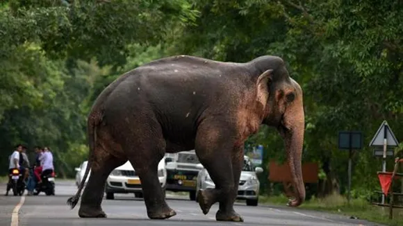 ‘Laden’ To be Trained, Named as ‘Krishna’