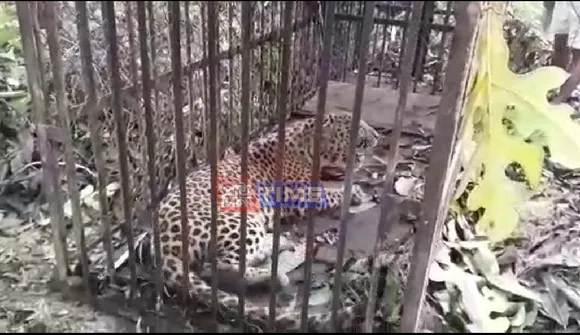 Leopard Terror Creates Panic in Assam