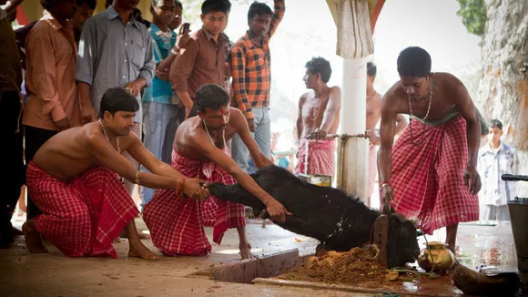 Tripura Govt. to Move SC Against Animal Sacrifice Ban