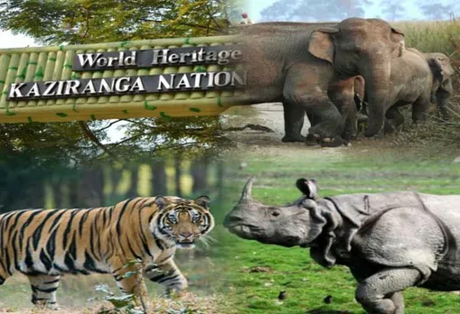 Kaziranga National Park to open for tourists soon