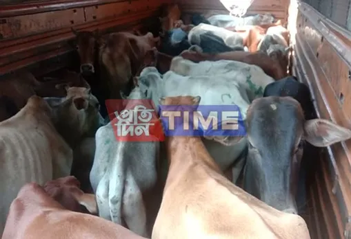 Cattle laden truck seized in Hojai