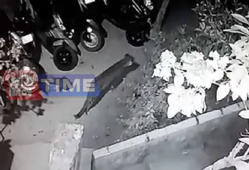 Leopard terror in Guwahati