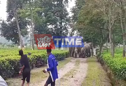 Wild elephant creates terror across the state