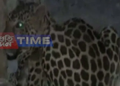 Dibrugarh leopard tranquilized after 12 hours