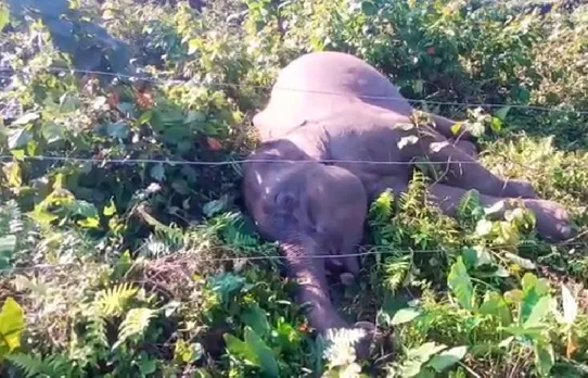 Assam: Locals Recover Dead Body Of Wild Elephant Electrocuted