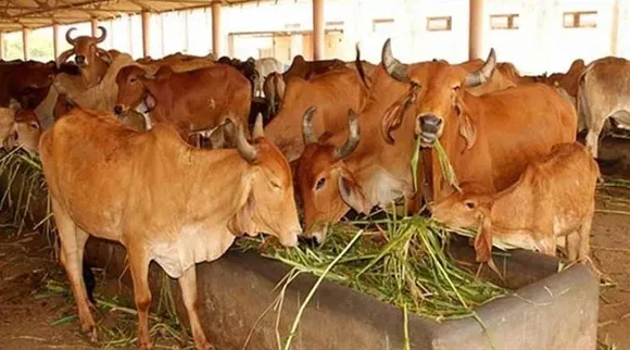 ‘Cow hostel’ in every city