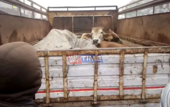 Cattle Syndicate Continues Unabated in Assam
