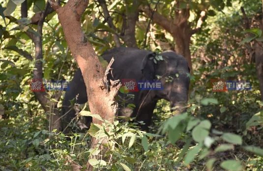 Deepor Beel: Elephant survives train accident