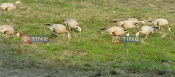 Aquatic Birds Census in KNP To Begin Today