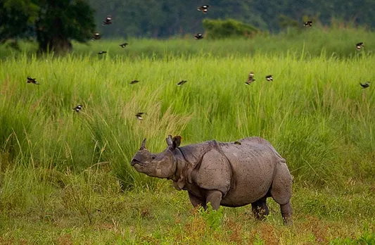 Assam: 5 Rhinos Stray Out Of Kaziranga National Park, Locals Panic