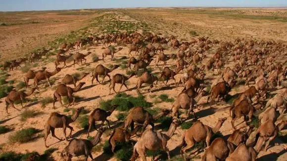 Australia To Kill Over 10,000 Camels | READ WHY