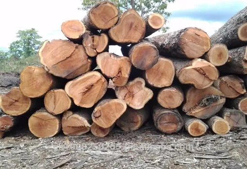 Smuggled Timber laden truck seized in Mukalmua