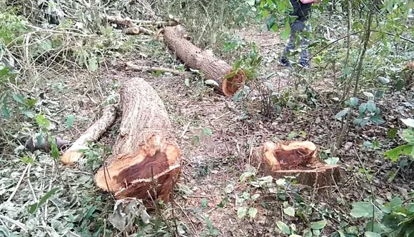 APDCL Officer Destroys Forest At Biswanath Chariali
