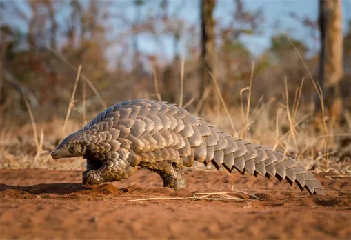 Four arrested with pangolin in Goalpara