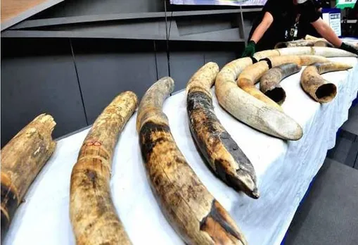 Directorate of Revenue Intelligence seizes 13 kg elephant tusks