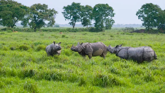 Coronavirus: Kaziranga Utsav 2020 cancelled