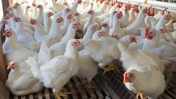 GUWAHATI: Fresh Chicken at your Doorstep | HURRY