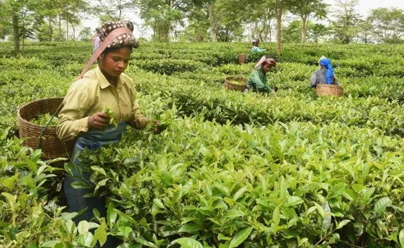Lockdown: Assam Tea Industry losses Rs. 1218 crore