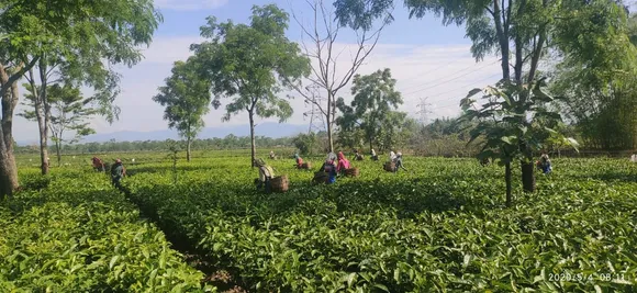 Road to Assam economy recovery