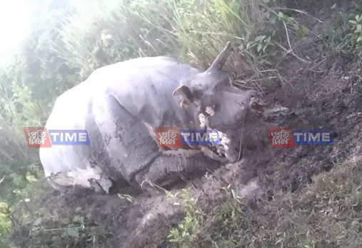 Kaziranga: Rhino Killed, Horn Taken Away