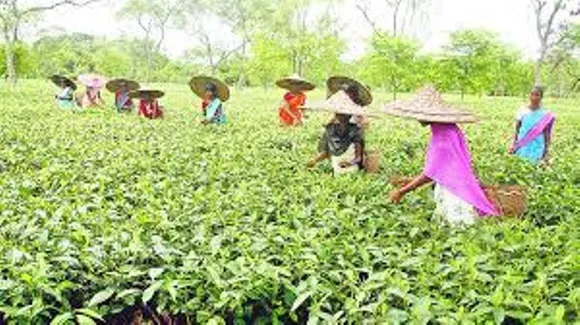 Domestic Tea Prices Surge By 79 Percent