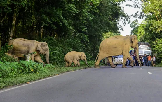 Drive through Kaziranga corridor with care: GP Singh