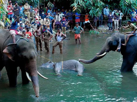 Center to Investigate the Death of Pregnant Elephant at Kerala
