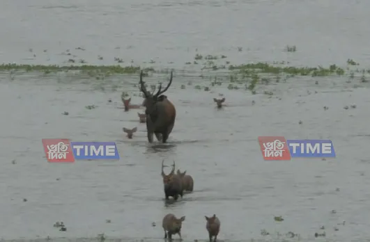 Five Animals Dead in Kaziranga Flood