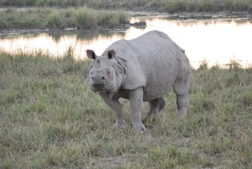 Assam Floods: One-horned rhinoceros found dead in Pobitora