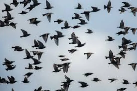 Over 100 birds die due to ingestion of pesticides