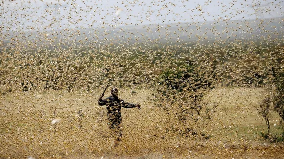 Swarm of locusts reaches Delhi