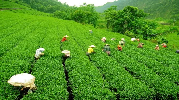 Tea Association urges govt to take long-term steps to lessen impact of oilfield mishaps