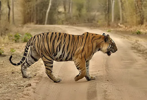 India’s Tiger Census Enters Guinness World Records