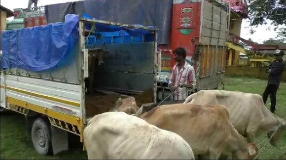 Biswanath: 10 Cattle laden trucks Seized