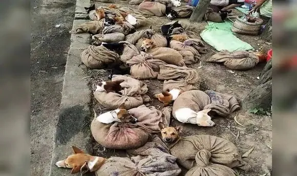 Nagaland Bans Sale Of Dog Meat