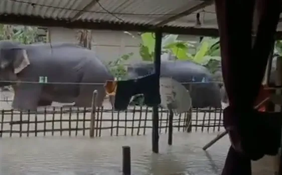 Kaziranga’s Elephants Wade Through Flood-Affected Majuli