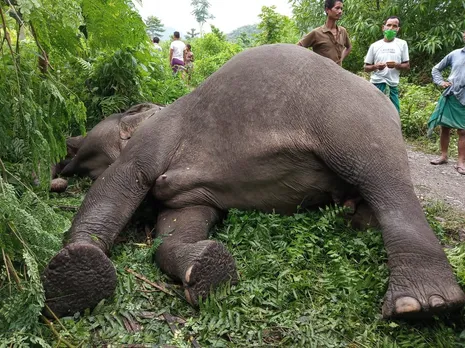 Elephant dies of electrocution