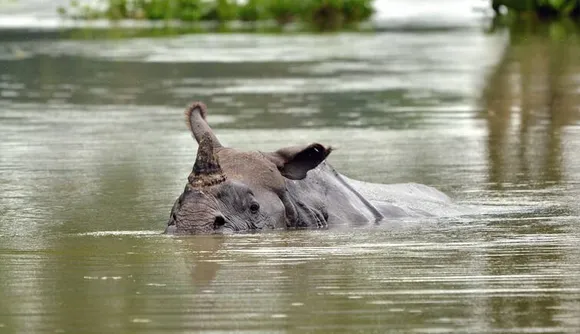 Another rhino dies in flood-hit Kaziranga
