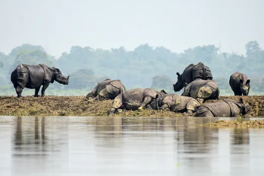 14 Rhinos Die In Flood-Ravaged Kaziranga