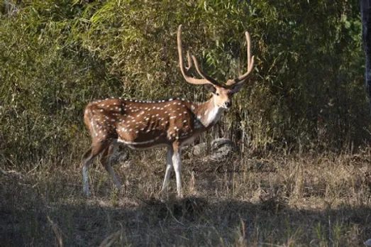 Kaziranga: Deer Killed In Road Accident